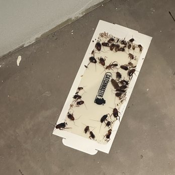 Terra at Enchanted Hills - This is just three days of roaches that come from under our stove after living here and dealing with seeing roaches everyday - Apartments Near Me - Rio Rancho, New Mexico Terra at Enchanted Hills - This is just three days of roaches that come from under our stove after living here and dealing with seeing roaches everyday - Apartments Near Me - Rio Rancho, New Mexico