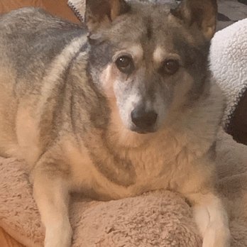 In Loving Arms - Cheyenne before - Veterinarians Near Me