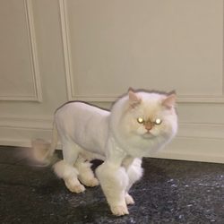ESP Grooming - ESP Grooming