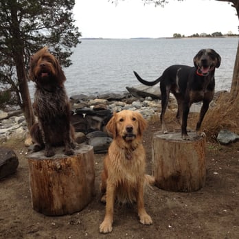 Island Dog Walking LLC - Dog Walkers Near Me - Newport, Rhode Island Island Dog Walking LLC - Dog Walkers Near Me - Newport, Rhode Island