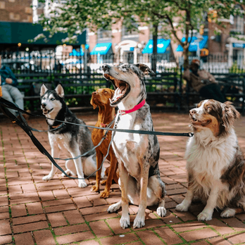 Paws and Tails Pet Care - Pet Sitting Near Me - Charleston, South Carolina Paws and Tails Pet Care - Pet Sitting Near Me - Charleston, South Carolina