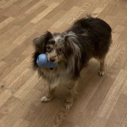 Devon’s Pet Care - Pumpkin (Devon's dog)