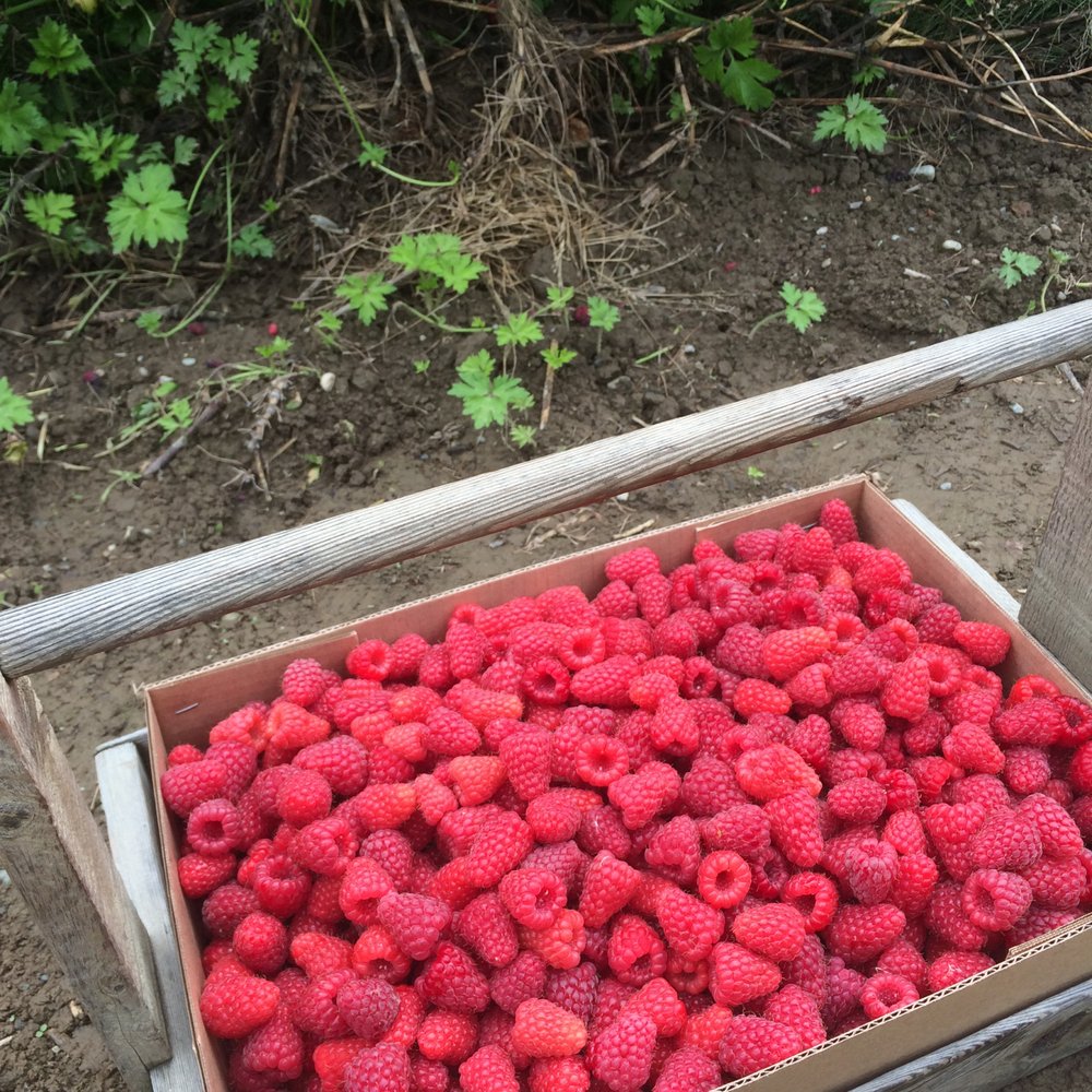 Harvold Berry Farm - The most wonderful bounty - Pick Your Own Farms Near Me - Carnation, Washington
