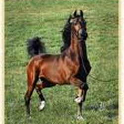 A.C.L. Stables