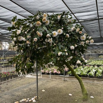 Nuccio's Nurseries - Nuccio's nursery - Nurseries & Gardening Near Me - Altadena, California