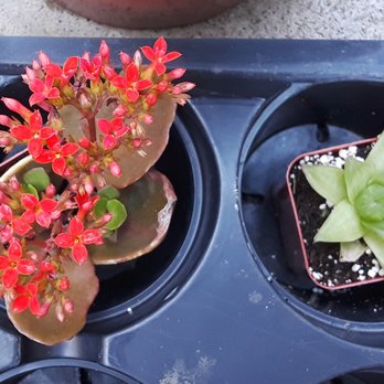 Amalia's Succulents - Nurseries & Gardening Near Me - Vista, California