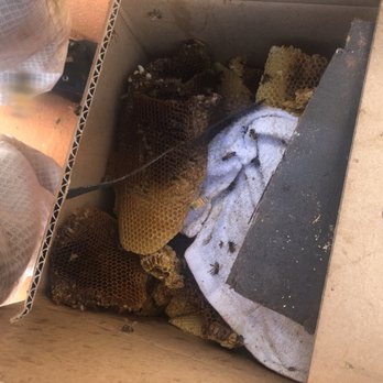 All Pro Bee Removal - Removed from the under the roof - Pest Control Near Me