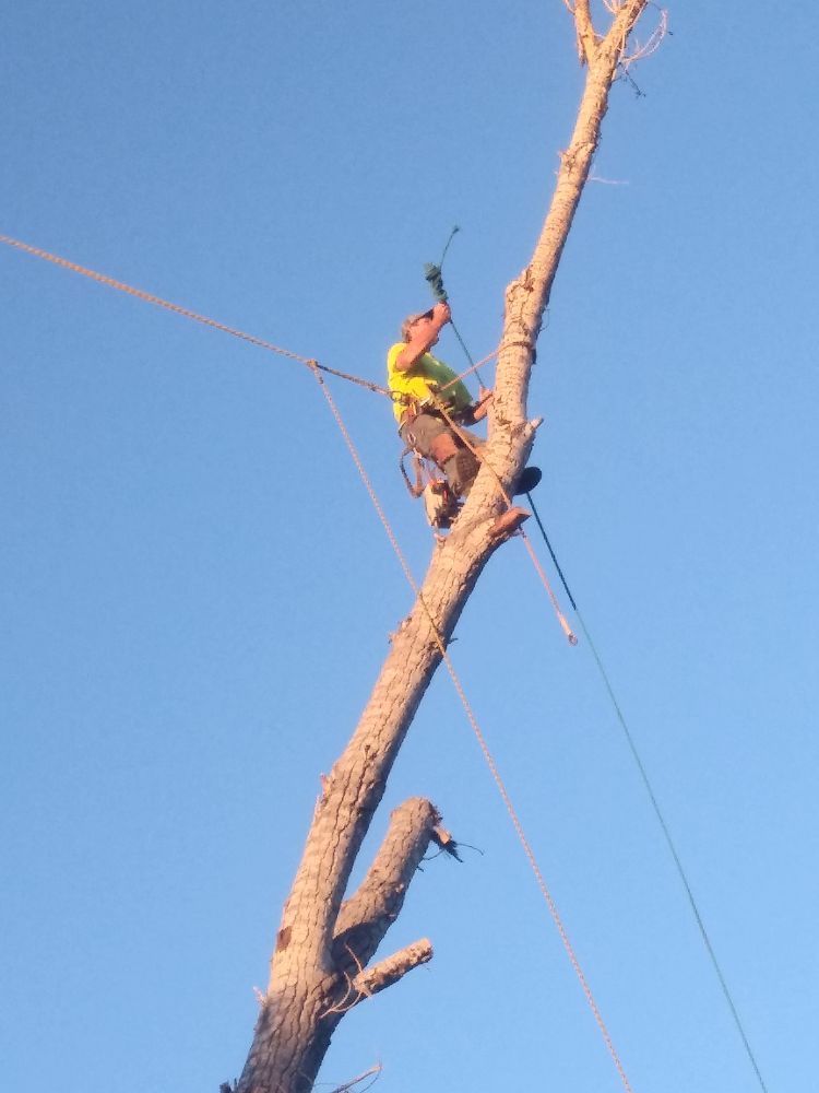 RC Tree Service - tree service in Reno, NV