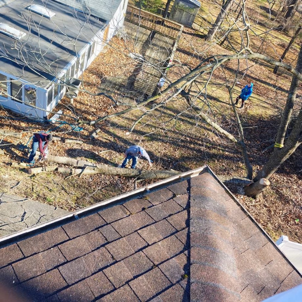 Tree Fellers - tree service in Saint Louis, MO