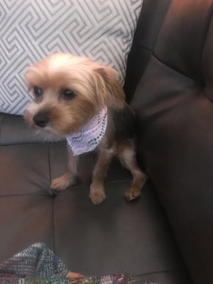 gloria's dog beauty salon