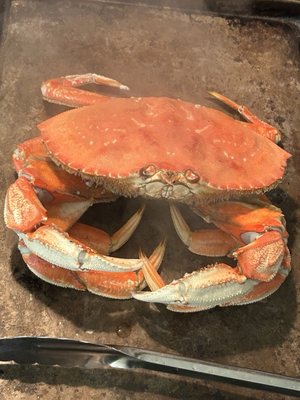 Hashi Market by null