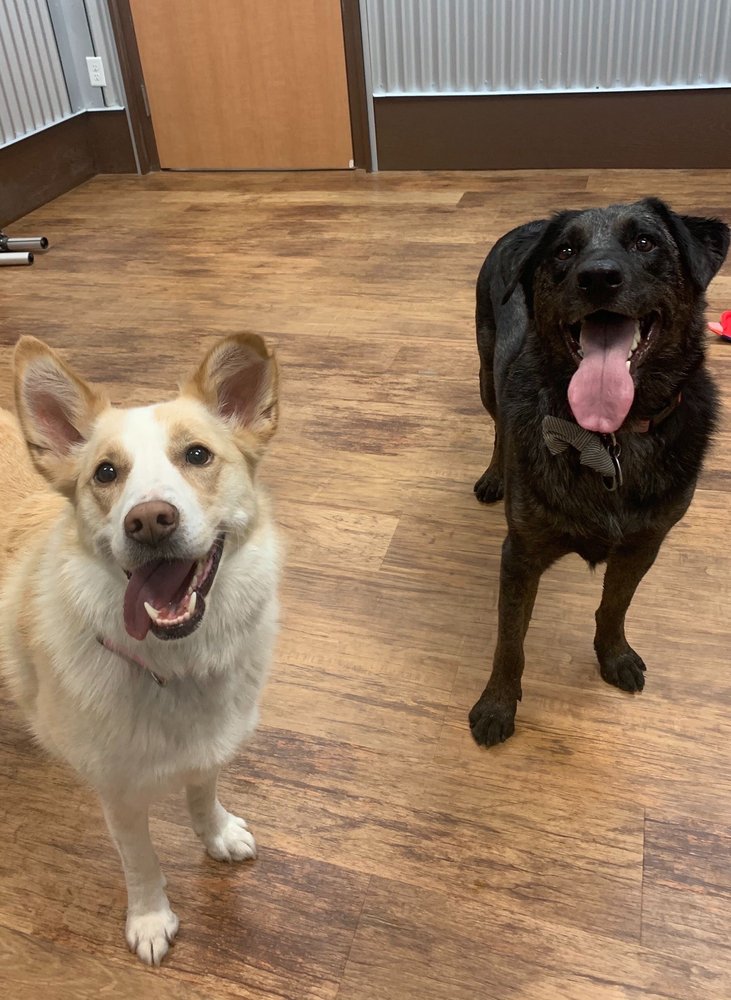 CAMP BOW WOW Updated July 2024 16 Photos & 41 Reviews 4103 S