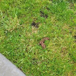 WaterWalk Minneapolis - Plymouth - Dog poop
