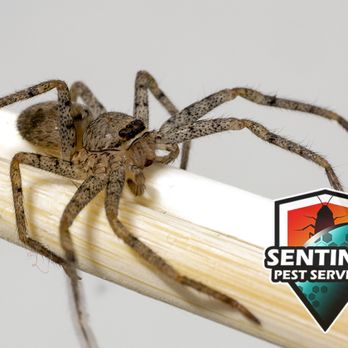 Sentinel Pest Services - Pest Control Near Me Sentinel Pest Services - Pest Control Near Me