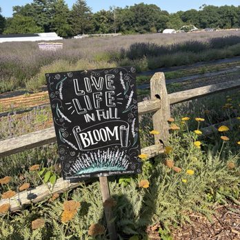 Lavender by the Bay - Pick Your Own Farms Near Me - East Marion, New York Lavender by the Bay - Pick Your Own Farms Near Me - East Marion, New York