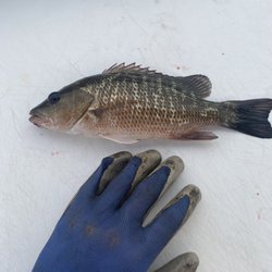 Captain Bad Bait and Tackle - Mangrove snapper