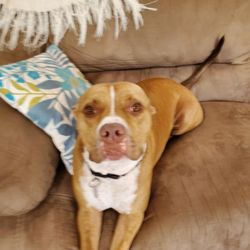 Shipp's Corner Pet Spa & Resort