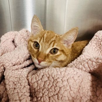 Arkvets - After being neutered, this sweet boy had a pre-warmed cosy cove to recover in! - Veterinarians Near Me - Phoenix, Arizona