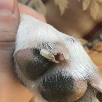 A Dog Refined - Split nail on my poor girl - Pet Groomers Near Me - Phoenix, Arizona