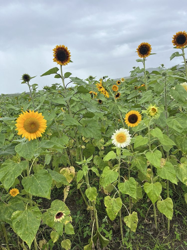 Finca El Girasol