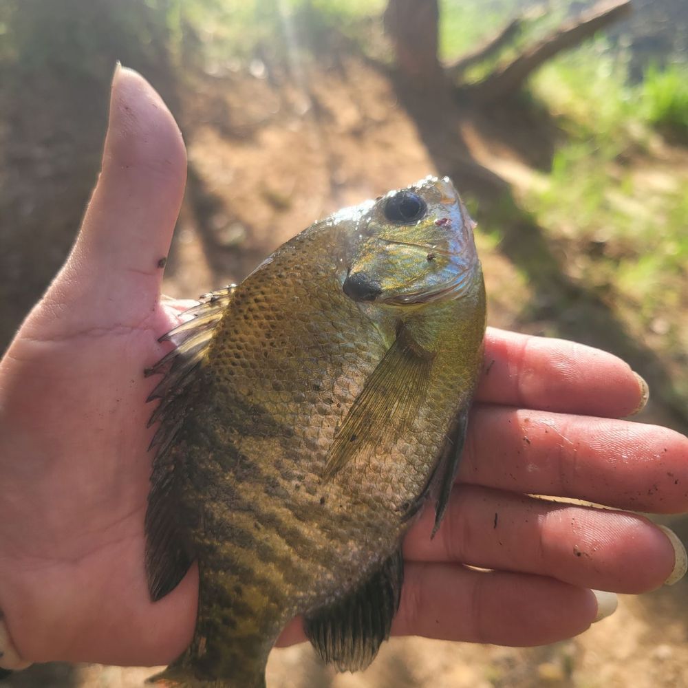 TOP 10 BEST Fishing Lake near Meadowview, Sacramento, CA - Updated 2026 -  Yelp