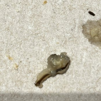 Panera Bread - "Wild rice" maggots - Salad Near Me - Chino, California Panera Bread - "Wild rice" maggots - Salad Near Me - Chino, California