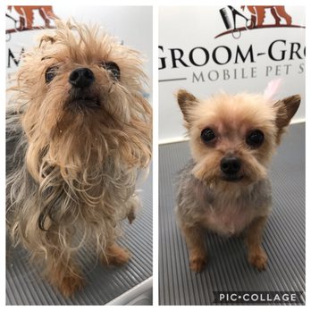 Alphapet City - Yorkie - Pet Groomers Near Me Alphapet City - Yorkie - Pet Groomers Near Me