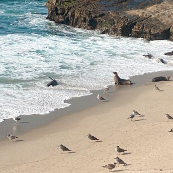 La Jolla Cove - Seals and seagulls enjoying sunset - Parks Near Me - La Jolla, California La Jolla Cove - Seals and seagulls enjoying sunset - Parks Near Me - La Jolla, California
