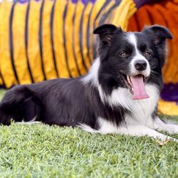 A Dog In Motion - A Border Collie next to an agility tunnel