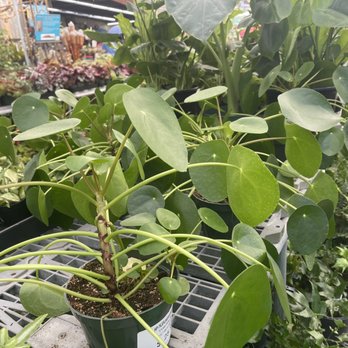 Green Thumb Nursery - These are huuuuge. I always see the smaller Chinese money  plant - Nurseries & Gardening Near Me - Ventura, California