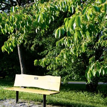 Arnold Arboretum - Bench - Parks Near Me - Boston, Massachusetts