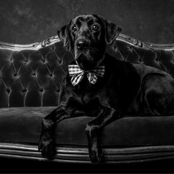 Jennifer Lindberg  Studio - Our gorgeous pup Harry