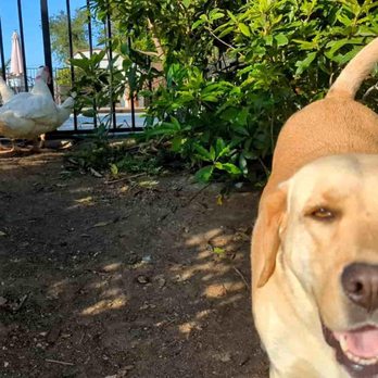 Camarillo Canine - Pet Training Near Me - Camarillo, California