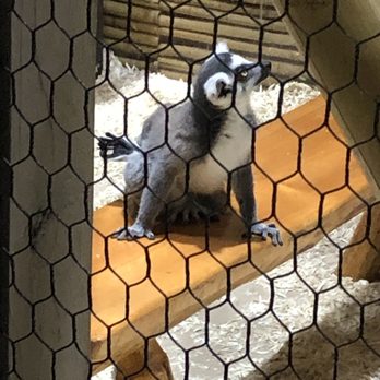 Austin Aquarium - Lemur - Aquariums Near Me - Austin, Texas