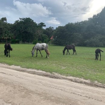 Greyfield Inn - Wild horses right outside our cottage. - Hotels Near Me - Fernandina Beach, Georgia