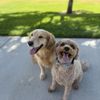 Better K9 Pet Resort gift card