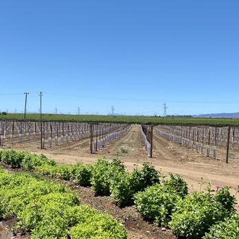 Grindstone Wines - 06.13.21 just planted vineyard - Wine Tasting Room Near Me - Esparto, California Grindstone Wines - 06.13.21 just planted vineyard - Wine Tasting Room Near Me - Esparto, California