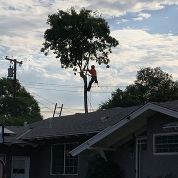 JBS Tree Care - Backyard - Tree Services Near Me - Pomona, California JBS Tree Care - Backyard - Tree Services Near Me - Pomona, California