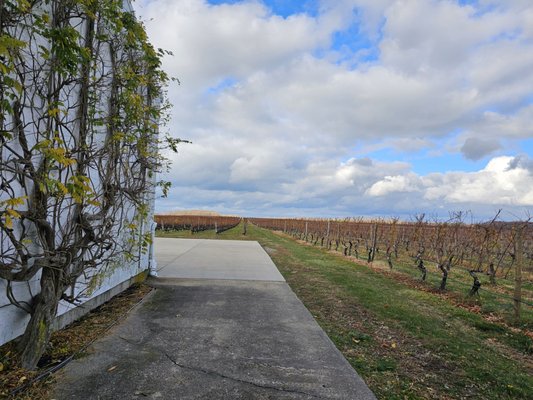 Pindar Vineyards by null