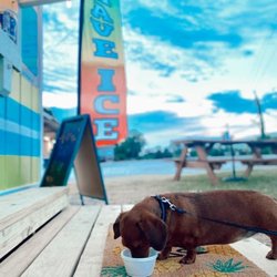 Surf's Up Hawaiian Shaved Ice - One of our friends enjoying a Pup Cup