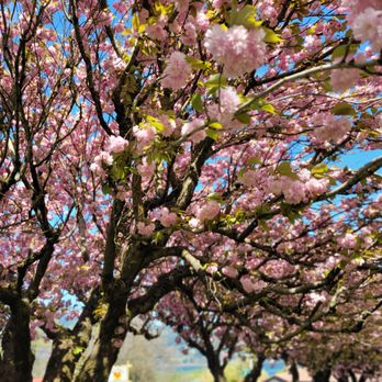 Tsuruta Park - Parks Near Me - Hood River, Oregon Tsuruta Park - Parks Near Me - Hood River, Oregon