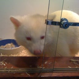 Albino raccoon Albino raccoon