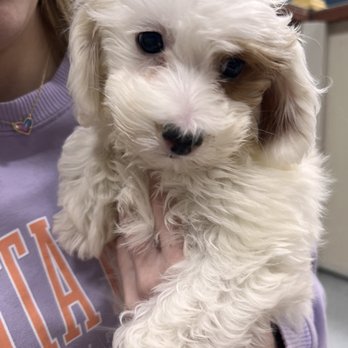 BLUE SKY PUPPIES - CLEARWATER - Updated May 2024 - 111 Photos & 23