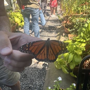 Catawba Science Center - Monarch Butterfly encounter at the Catawba Science Center! - Museums Near Me - Hickory, North Carolina