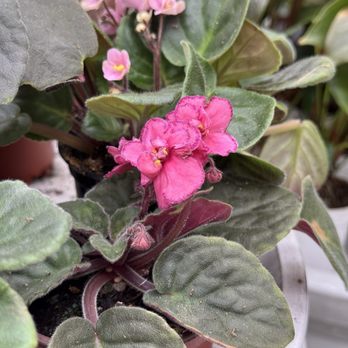 Armstrong Garden Centers - I haven't seen this variety of African violets before. Gorgeous! - Nurseries & Gardening Near Me - Torrance, California