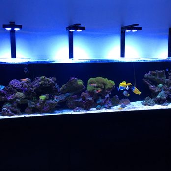Aquarium Quest - 10 ft custom acrylic living reef - Aquarium Services Near Me - Largo, Florida