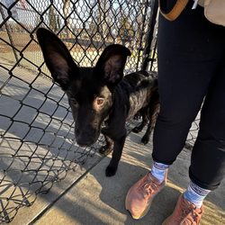 Rruff Healing Heroes - First visit to dog park