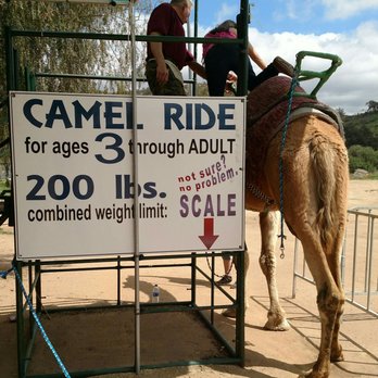 Oasis Camel Dairy - Camel ride station - Attraction Farms Near Me - Ramona, California Oasis Camel Dairy - Camel ride station - Attraction Farms Near Me - Ramona, California