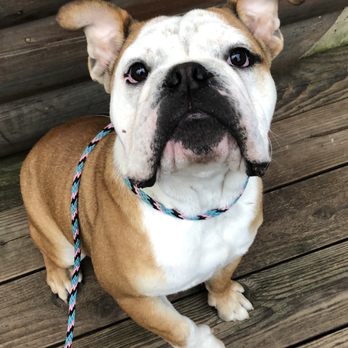 DogWorks - Bochy boarding - Pet Training Near Me DogWorks - Bochy boarding - Pet Training Near Me