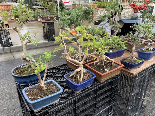 Alhambra Farmers Market by null